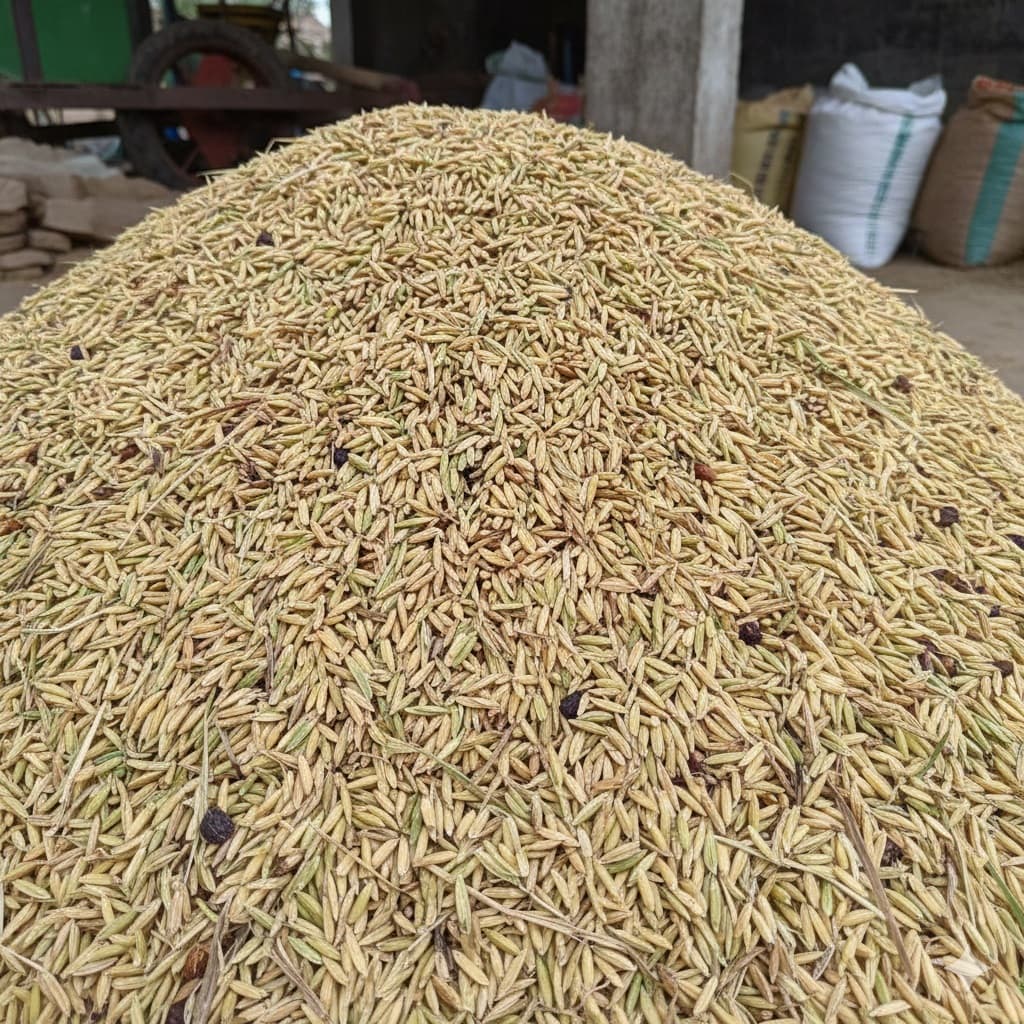 Paddy (Unmilled Rice)